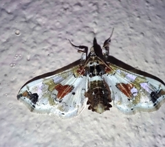 Lineodini