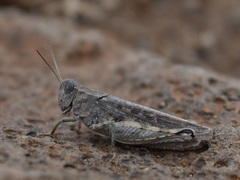 Calliptamus madeirae