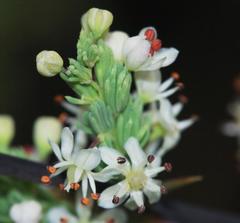 Asparagus rubicundus