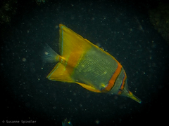 Chelmon marginalis