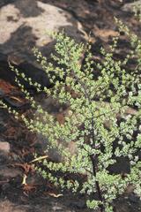 Asparagus rubicundus