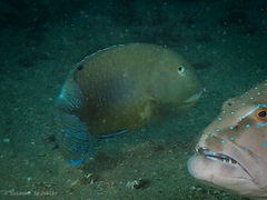 Choerodon schoenleinii