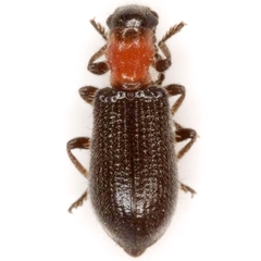Cymatoderella collaris