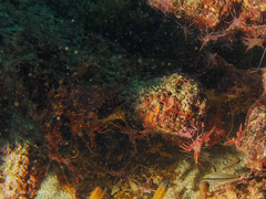 Rhynchocinetes durbanensis