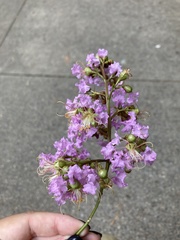 Lagerstroemia