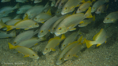 Plectorhinchus multivittatus
