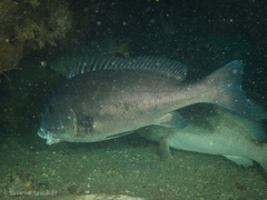 Plectorhinchus caeruleonothus