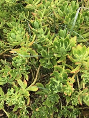 Sedum praealtum