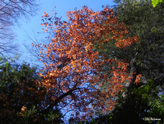 Nothofagus alpina