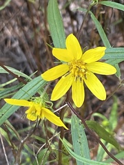 Helianthus porteri