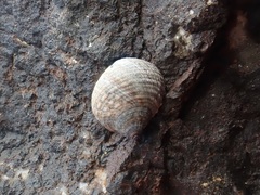 Tectarius striatus