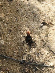 Tachypompilus ignitus