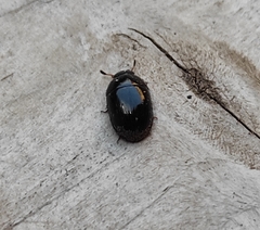 Dactylosternum abdominale