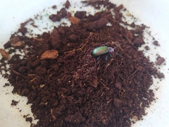 Strongylium auratum