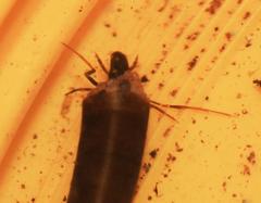 Athripsodes bergensis