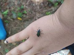 Strongylium auratum