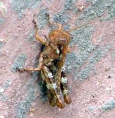 Melanoplus punctulatus