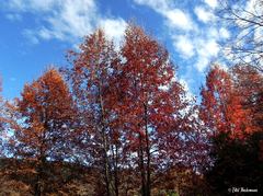 Nothofagus alpina
