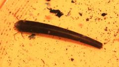 Athripsodes bergensis