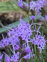 Liatris gracilis