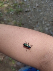 Strongylium auratum