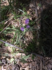 Phacelia popei