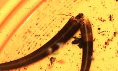 Athripsodes bergensis