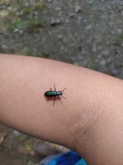 Strongylium auratum