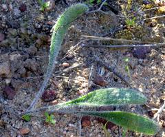 Gethyllis barkerae paucifolia