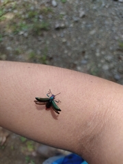 Strongylium auratum