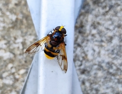 Volucella elegans