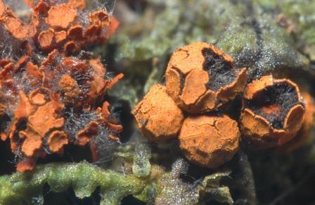 Diderma aurantiocolumellatum