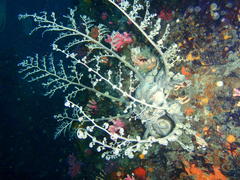 Astrocladus euryale