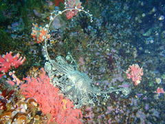 Astrocladus euryale
