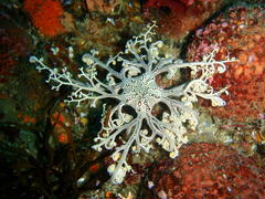 Astrocladus euryale
