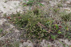 Serruria trilopha