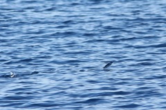 Exocoetidae