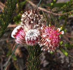 Serruria trilopha