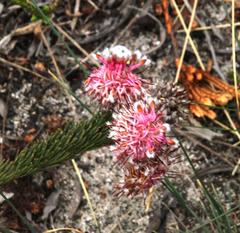 Serruria trilopha