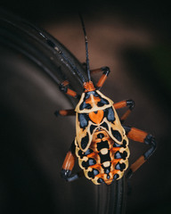 Pachylis nervosus