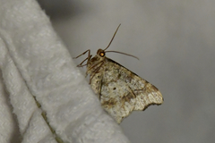 Macaria alternata