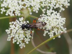Cryptocheilus versicolor