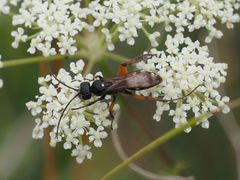 Cryptocheilus versicolor