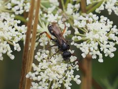 Cryptocheilus versicolor