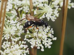 Cryptocheilus versicolor