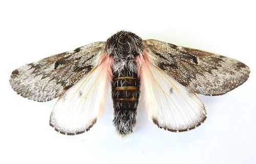Lusk's Pinemoth photo 2