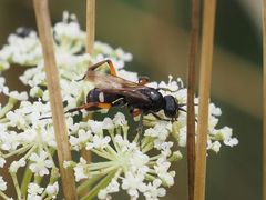 Cryptocheilus versicolor