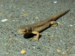 Lissotriton vulgaris