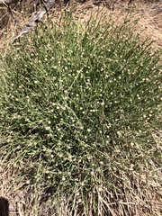 Baccharis wrightii