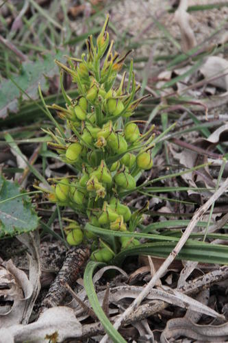 Wachendorfia multiflora (Wachendorfia multiflora)